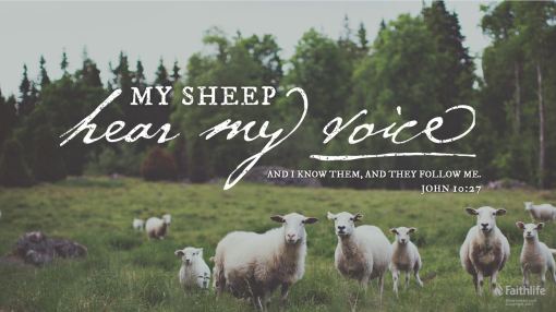 My sheep hear my voice
