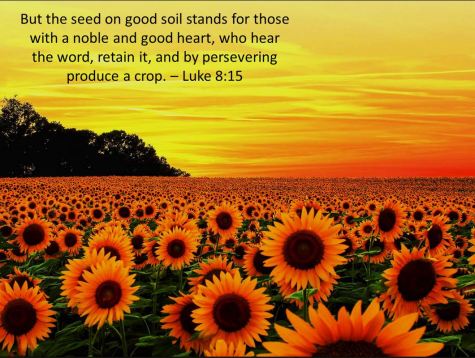 Seed on Good Soil