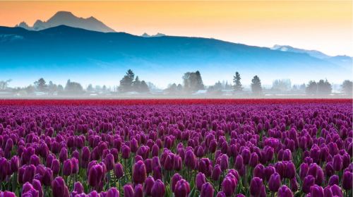 Blooming Garb of Spring